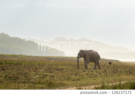 wild aggressive adult asian elephant or Elephas maximus indicus in dhikala grassland near ramganga reservoir water in hot summer season safari jim corbett national park forest uttarakhand india asia 126237172