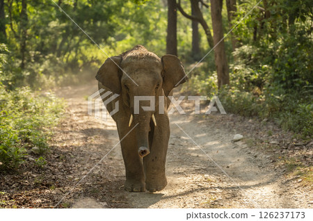 wild aggressive young asian elephant or Elephas maximus indicus roadblock attacking head on in summer season safari natural green background dhikala jim corbett national park forest uttarakhand india 126237173