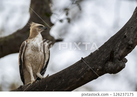 changeable or crested hawk eagle or nisaetus cirrhatus closeup or portrait front profile feather details perched on tree in safari at panna national park forest tiger reserve madhya pradesh india 126237175