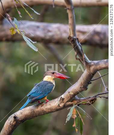 stork billed kingfisher or tree kingfisher Pelargopsis capensis bird perch in natural green background during summer season safari at jim corbett national park forest tiger reserve uttarakhand india 126237176