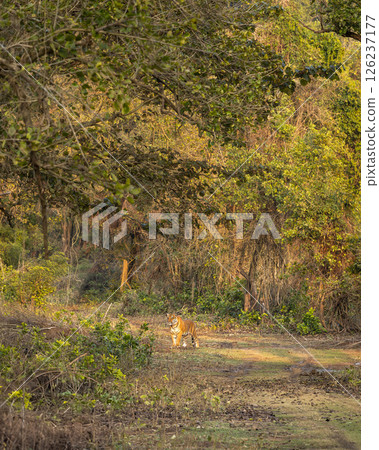 wild male bengal tiger or panthera tigris standing in forest deep in woods or woodland in natural scenic green environment in evening safari at dhikala zone jim corbett national park uttarakhand india wild male bengal tiger or panthera tigris standing in forest deep in woods or woodland in natural scenic green environment in evening safari at dhikala zone jim corbett national park uttarakhand india 126237177
