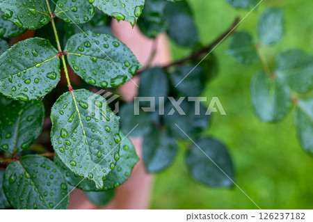 雨淋濕了 126237182