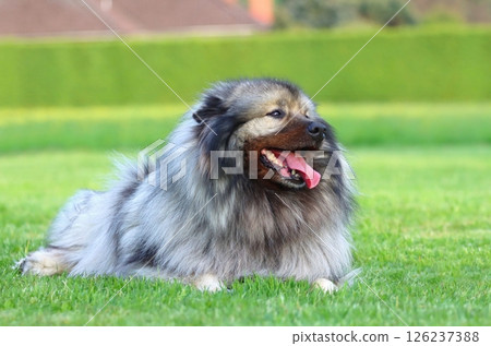 Nice hairy keeshond in spring Nice hairy keeshond in spring 126237388