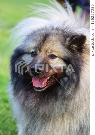 Nice hairy keeshond in spring 126237389