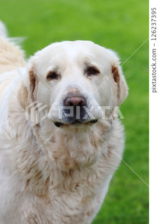 Large hungarian kuvasz dog in spring Large hungarian kuvasz dog in spring 126237395