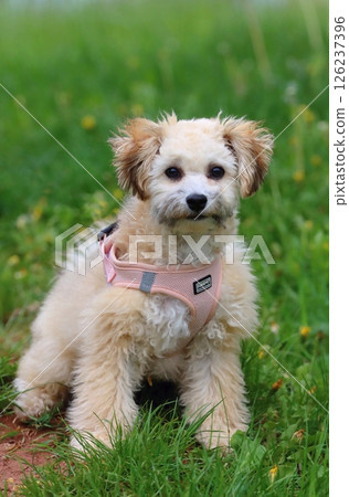 Young little bolognese dog in spring Young little bolognese dog in spring 126237396