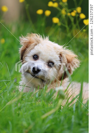 Young little bolognese dog in spring Young little bolognese dog in spring 126237397