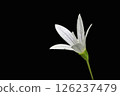 Small white flowers of Campanulaceae 126237479