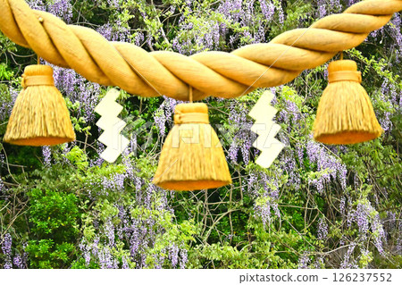 磯部神社的紫藤花 透過注連繩看到的紫藤花 126237552