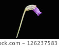Flowers of the Orobanchaceae family 126237583