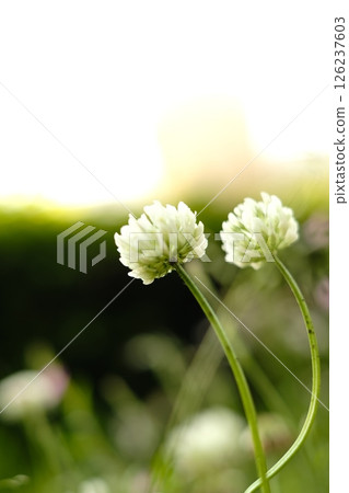White clover facing the same direction White clover facing the same direction 126237603