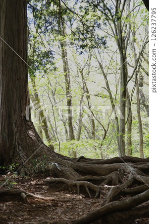 Trees in the forest Trees in the forest 126237795
