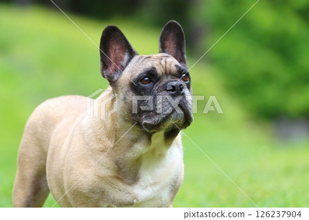 Very funny french bulldog in spring 126237904