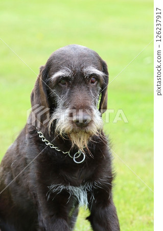 Hunting bohemian wire haired pointing griffon 126237917
