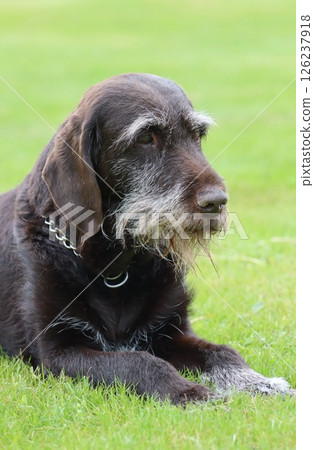 Hunting bohemian wire haired pointing griffon 126237918