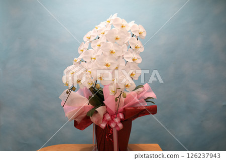 蝴蝶蘭工作室攝影 126237943