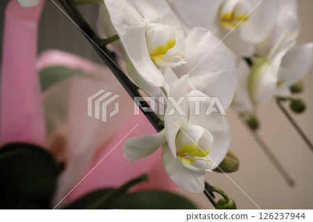 蝴蝶蘭工作室攝影 126237944