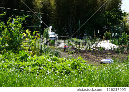Plantation 126237995