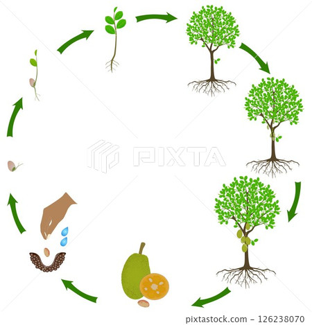 Life cycle of jackfruit tree on a white background. 126238070