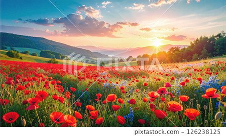 藍天下的紅色罌粟花田風景 藍天下的紅色罌粟花田風景 126238125