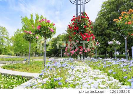 Nagai Botanical Gardens: Rose garden in full bloom 126238298