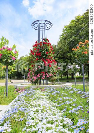 長居植物園:盛開的玫瑰園 長居植物園:盛開的玫瑰園 126238300