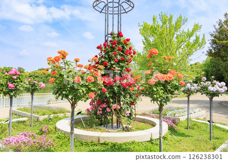 Nagai Botanical Gardens: Rose garden in full bloom Nagai Botanical Gardens: Rose garden in full bloom 126238301