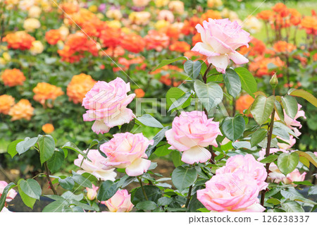 長居植物園：盛開的玫瑰園 126238337