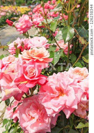 長居植物園:盛開的玫瑰園 長居植物園:盛開的玫瑰園 126238344