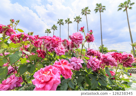 Nagai Botanical Gardens: Rose garden in full bloom 126238345