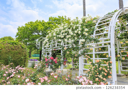Nagai Botanical Gardens: Rose garden in full bloom 126238354