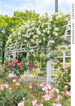 Nagai Botanical Gardens: Rose garden in full bloom 126238355