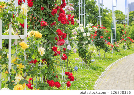 Nagai Botanical Gardens: Rose garden in full bloom 126238356