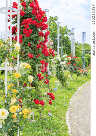Nagai Botanical Gardens: Rose garden in full bloom 126238357