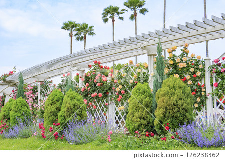 長居植物園:盛開的玫瑰園 長居植物園:盛開的玫瑰園 126238362