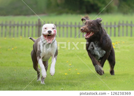 Two funny dogs playing with each other 126238369