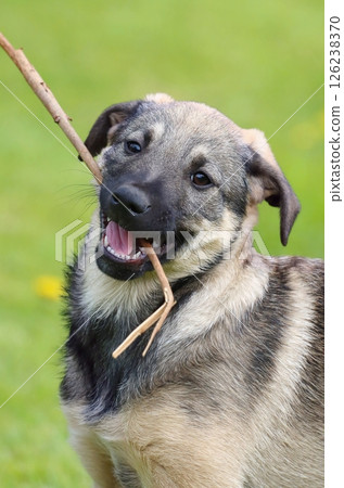 Very cute german shepherd puppy Very cute german shepherd puppy 126238370