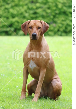 Beautiful rhodesian ridgeback dog in spring Beautiful rhodesian ridgeback dog in spring 126238373