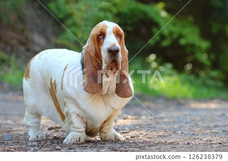 Very interesting hunting basset hound Very interesting hunting basset hound 126238379