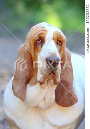 Very interesting hunting basset hound Very interesting hunting basset hound 126238382