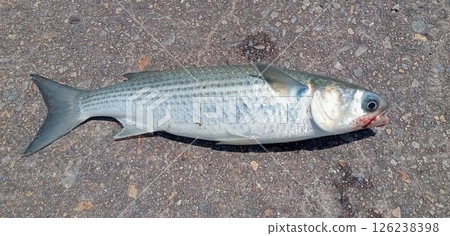 我捕獲的鯔魚的側面圖 我捕獲的鯔魚的側面圖 126238398