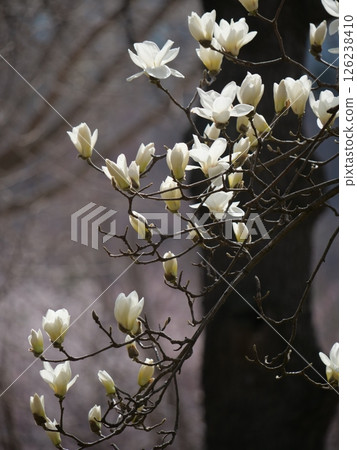 White magnolia in full bloom 126238410