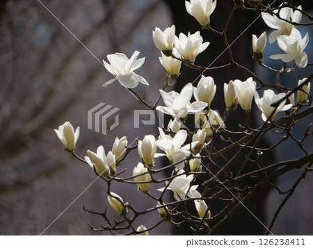 White magnolia in full bloom 126238411