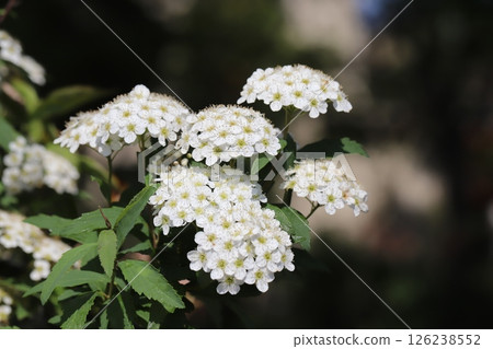 春天花園裡盛開的白色 Kodemari 花 126238552