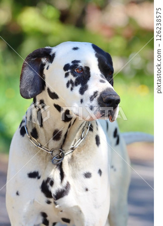 Interesting crossbreed dalmatian dog in spring 126238575