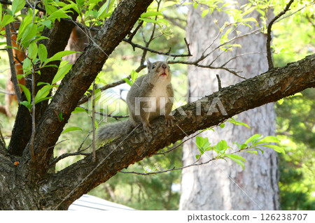 A Japanese squirrel still in its winter fur, seen in spring at Morioka Sports Park in Iwate Prefecture in May 126238707