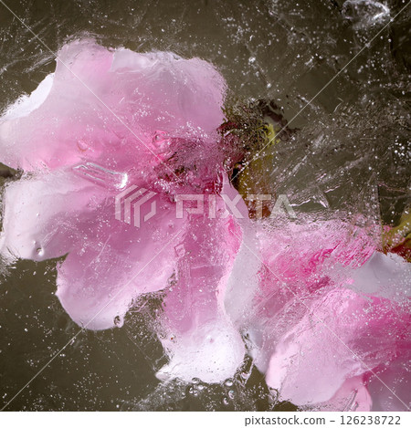Beautiful flowers in ice 126238722