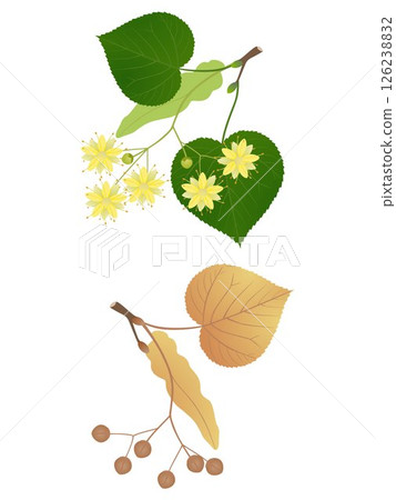 Linden branches with flowers and fruits on a white background. 126238832