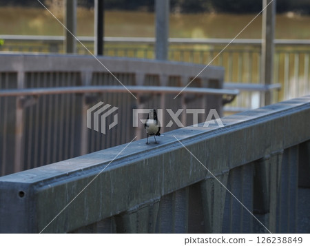 威利鶺鴒沿著澳洲羅克漢普頓一座橋的欄桿大步走 威利鶺鴒沿著澳洲羅克漢普頓一座橋的欄桿大步走 126238849