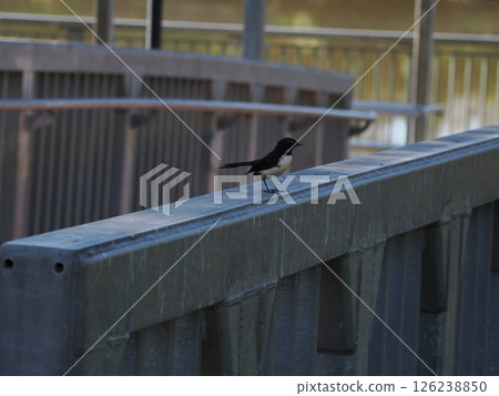 Willie Wagtail striding along the railing of a bridge, Rockhampton, Australia Willie Wagtail striding along the railing of a bridge, Rockhampton, Australia 126238850